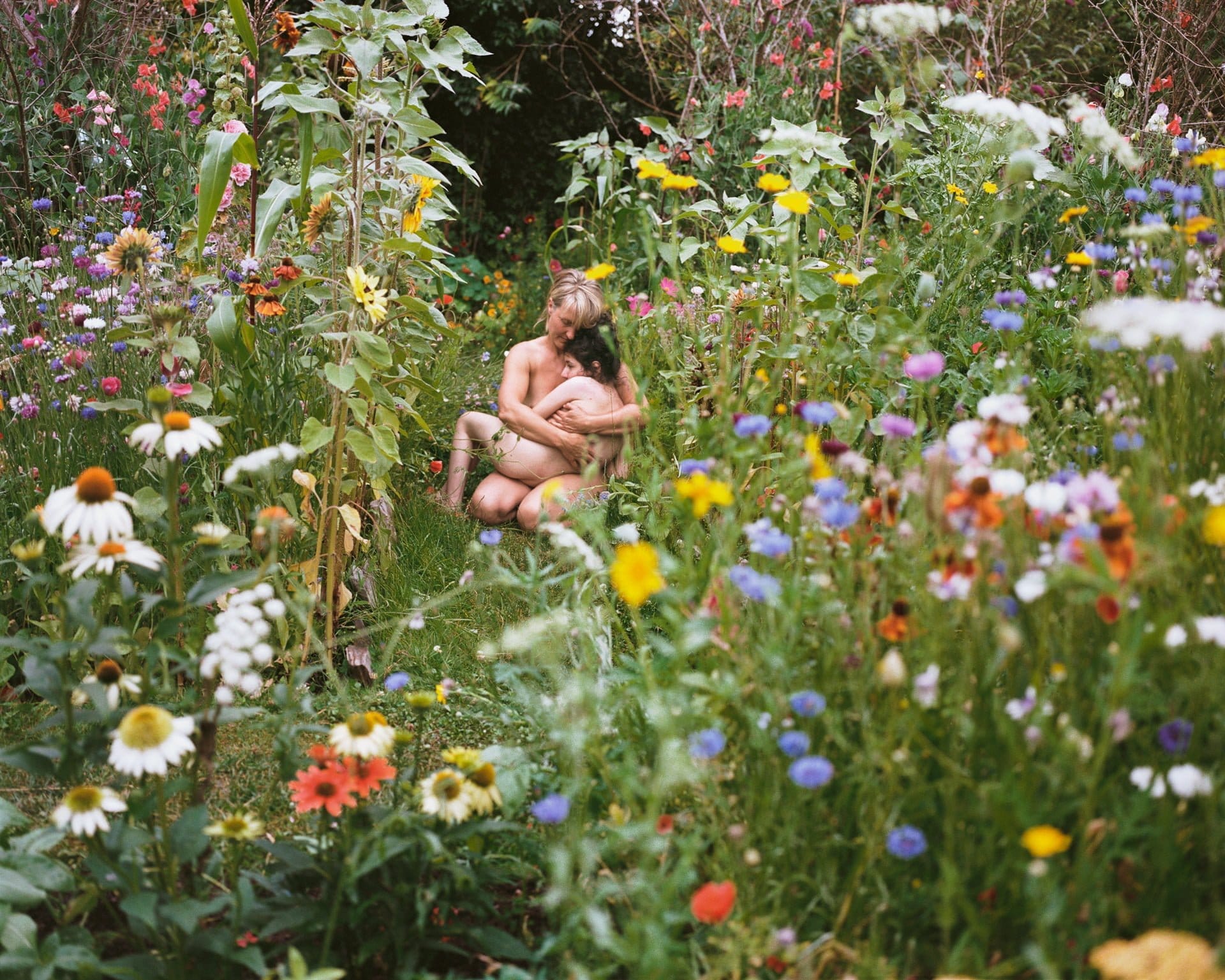 The garden photography nature flowers